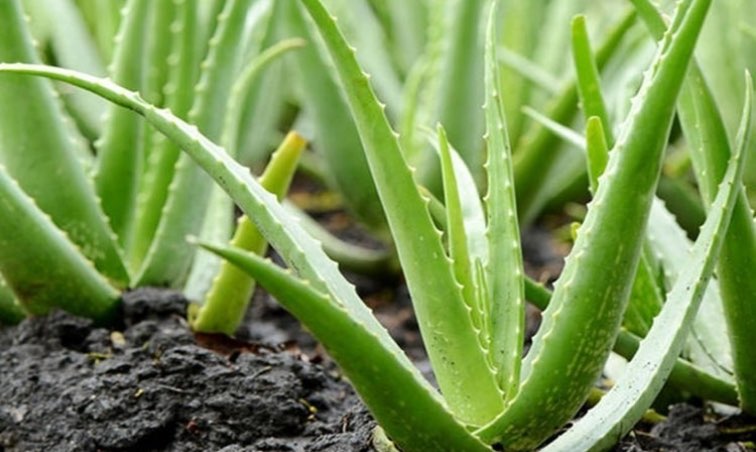 Imagem - Aloe Vera